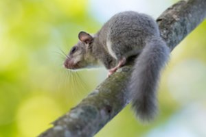 Lietuvos miškuose šmirinėja vienas mieliausių šalies gyventojų, tačiau jį pamatyti – labai sudėtinga