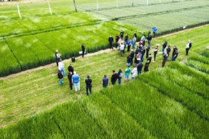 Eksperimentai laukuose pasiteisina: žinios padeda taupyti kaštus ir didinti derlių