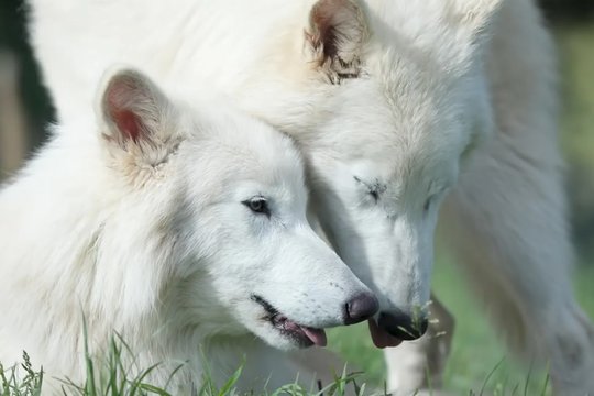 „Prikelti“ legendiniai vilkai vos per pusmetį įspūdingai išaugo