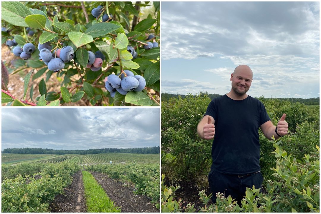 Olandas Lietuvoje augina šilauoges ir eksportuoja į gimtą šalį: „Neapsimoka Lietuvoje jų pardavinėti“