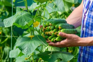 Agurkų derlius labai nustebins – tereikia palaistyti viena priemone: veiksminga ir labai pigi