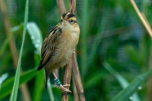 Žuvinte – pusšimtis rečiausių Europos giesmininkų: kadruose užfiksuoti į laisvę paleidžiami mažyliai