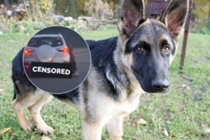 Per langą išmestą šunį automobiliu vilkusiam vyrui – linčo teismas: padegė namą