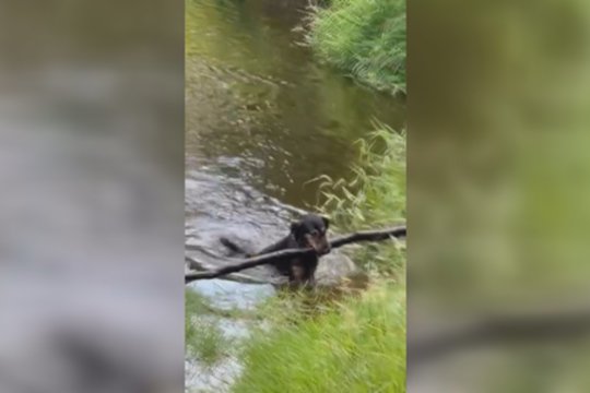 Šis šuo – tikras gamtos mylėtojas: galima tik pasimokyti