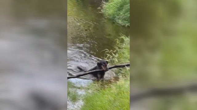 Šis šuo – tikras gamtos mylėtojas: galima tik pasimokyti
