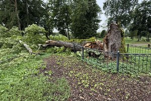 Vėjas nulaužė gamtos paveldu pripažintą Salantų kaštoną