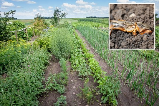 Sodų siaubas kurklys nesnaudžia – sunaikina viską: Irena atskleidė dar negirdėtų naikinimo būdų