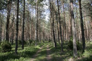 Ministerija: antrus metus iš eilės mažėja pušynų kenkėjų populiacija