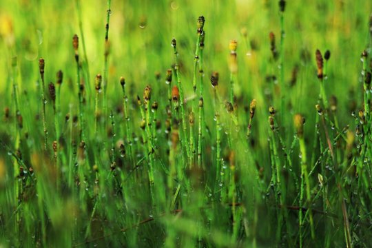 Ypatingas augalas galėtų padėti atkurti senovinės Žemės klimatą