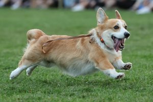 „Korgių lenktynės 2025“ – Vilnius tampa Europos korgių sostine