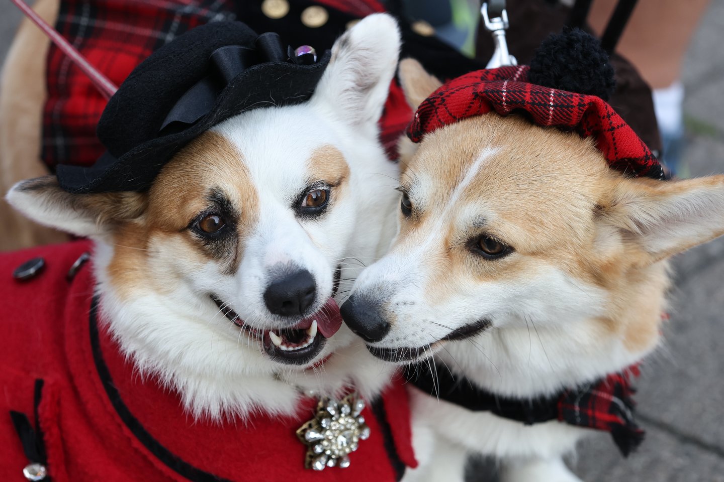 Korgiai.<br>R. Danisevičiaus nuotr.