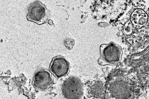 Vandenyne aptikta daugiau kaip 200 naujų milžiniškų virusų