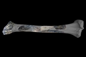 Surado neandertaliečių „šveicarišką peiliuką“