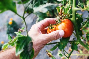 Šių augalų geriau nesodinti šalia pomidorų: trukdo jų augimui