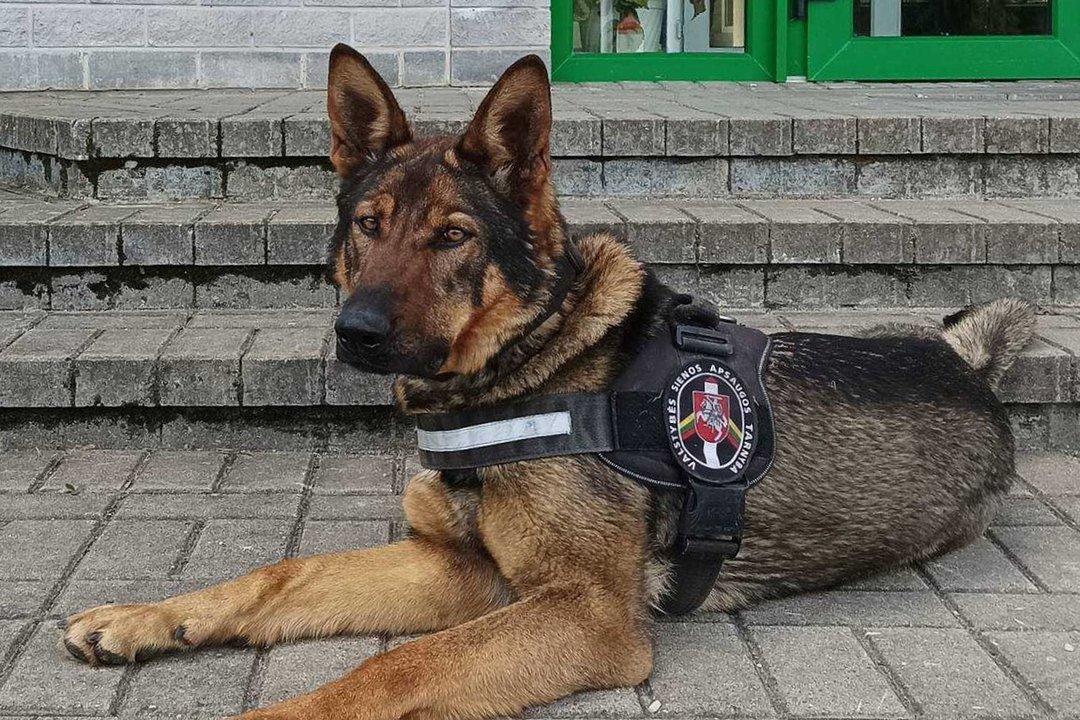 Vokiečių aviganė Fiesta padėjo surasti dingusį Švenčionių rajono gyventoją