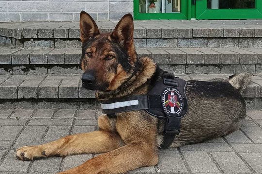 Vokiečių aviganė Fiesta padėjo surasti dingusį Švenčionių rajono gyventoją