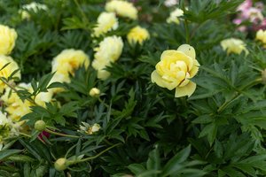 „Žinovų klubo“ testas. Ką žinote apie gėles?