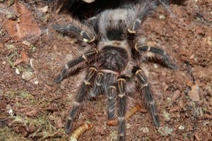 Sausainių pakuotėse – kraują stingdantis radinys: išvydo 1500 tarantulų