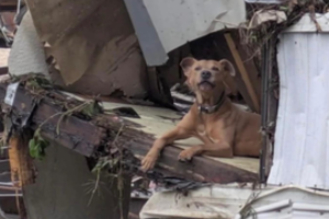 Šuns Halko ištikimybė – nepaprasta: prie užlieto namo griuvėsių tebelaukia savo šeimos