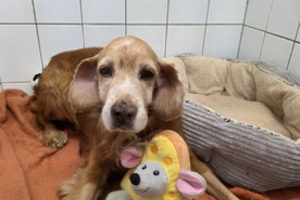 Po žeme rasto šuniuko Gauso istorijoje – naujausia žinia: „Iki pasimatymo, mielas drauge“