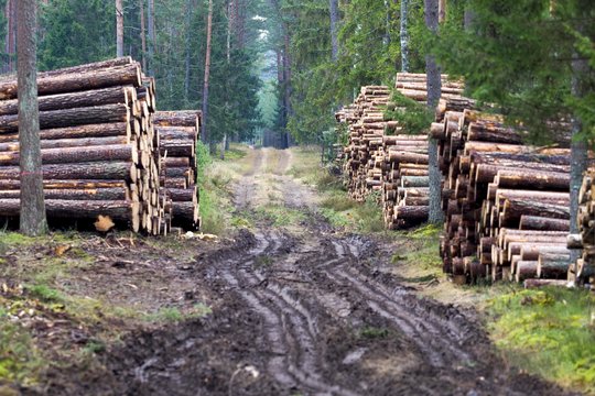 Panevėžio r. miške pavogti 99 ąžuoliniai rąstai