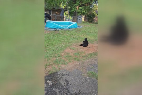 Poilsio akimirką sudrumstė netikėtas pavojus: katinui teko greitai imtis veiksmų