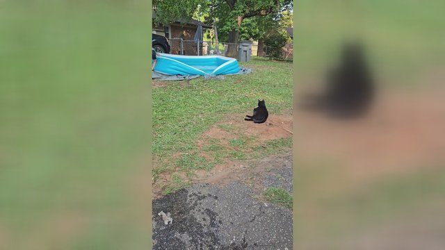 Poilsio akimirką sudrumstė netikėtas pavojus: katinui teko greitai imtis veiksmų