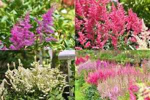 Išsiskleidė tūkstančiai pūkuotų žiedų: šios itin žavios gėlės dar ir atsparios ligoms bei kenkėjams