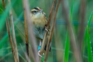 Puiki žinia Lietuvos gamtai: užfiksuotas rekordinis vieno rečiausių Europos paukščių skaičius