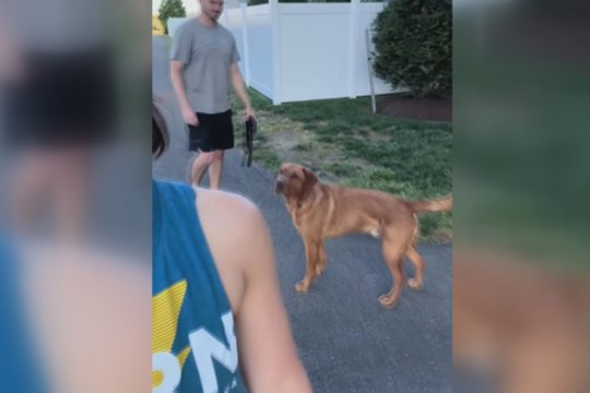 Šeimininkai nusprendė sužinoti, ką šuo myli labiau: tokio elgesio nesitikėjo niekas 