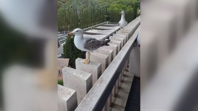 Žuvėdroms nestinga humoro jausmo: pamatykite, kas jas taip prajuokino