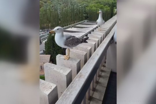 Žuvėdroms nestinga humoro jausmo: pamatykite, kas jas taip prajuokino