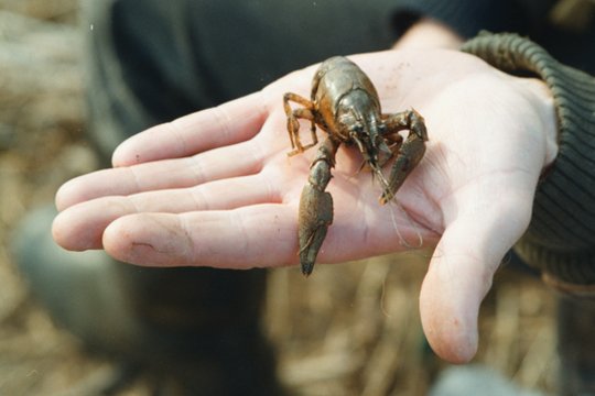 Prasidėjus vėžiavimo sezonui – svarbus priminimas: šių taisyklių būtina laikytis