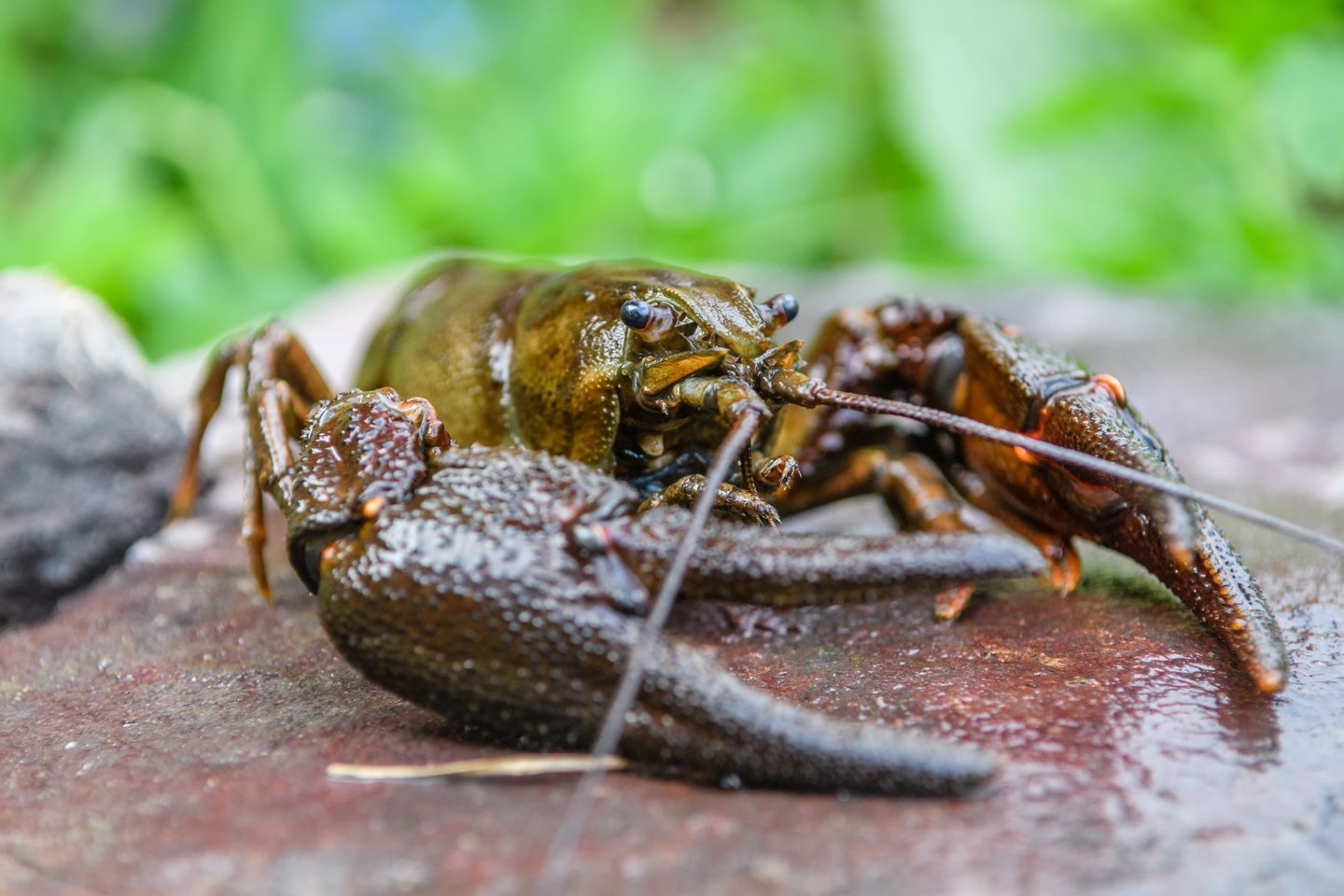Gaudant vietines vėžių rūšis svarbu vadovautis Mėgėjų žvejybos taisyklėmis.<br>123rf nuotr.