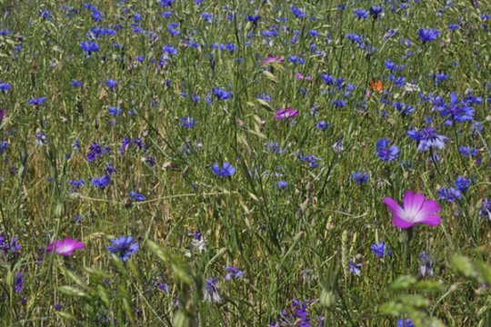Pastebėję – neraukite: tai vienintelė į Raudonąją knygą įrašyta piktžolė