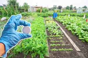 Viena maža tabletė gali padaryti stebuklus darže: svarbiausia – naudoti tiksliai