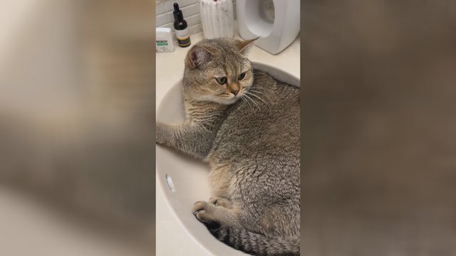 Pogulis praustuvėje katinui net paspartino kvėpavimą: pamatykite, kas taip gąsdino