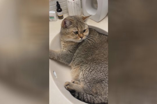 Pogulis praustuvėje katinui net paspartino kvėpavimą: pamatykite, kas taip gąsdino