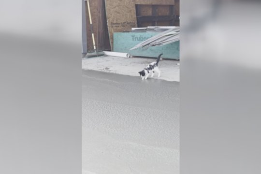 Ką tik padarytas darbas nuėjo šuniui ant uodegos: keturkojis atsidūrė ne laiku ir ne vietoje