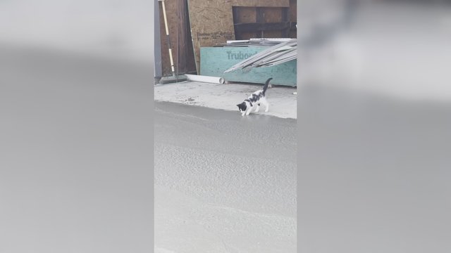 Ką tik padarytas darbas nuėjo šuniui ant uodegos: keturkojis atsidūrė ne laiku ir ne vietoje