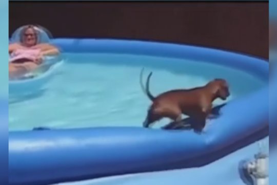 Vasaros malonumai šuneliui ne prie širdies: nenorėdamas sušlapti atrado būdą, kaip patekti į baseiną