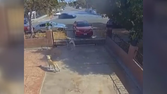 Surengė tikrą imitacijų šou: mašinai piešiant „saulytes“, šuniukas įsijautė į vaidmenį 