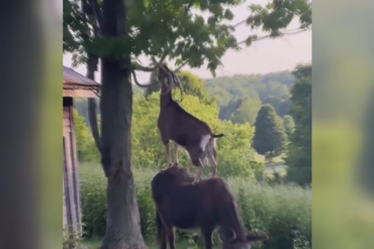 Puikus Ying ir Yang pavyzdys: kai draugas šalia, ir skanesnį maistą galima pasiekti