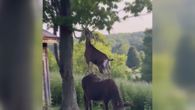 Puikus Ying ir Yang pavyzdys: kai draugas šalia, ir skanesnį maistą galima pasiekti