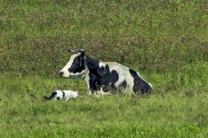 VMVT atliko tyrimus šimtuose pieno ūkių: skelbia išvadas