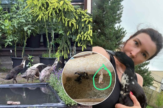 Apvogtas buvusios manekenės Irinos Masolės ūkis: prašo visuomenės pagalbos