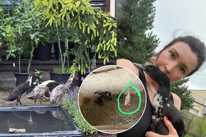 Apvogtas buvusios manekenės Irinos Masolės ūkis: prašo visuomenės pagalbos