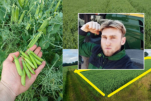 Ūkininkas neištvėrė pamatęs, ką valgo žmonės: savo žirniais kviečia vaišintis visus norinčius