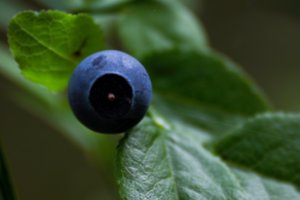 Sunerimę ir mokslininkai: retas grybas masiškai naikina mėlynes