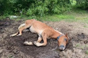 Vaizdas šokiravo ir visko mačiusius žirgų mylėtojus: kumelę teko užmigdyti, kirčiai skrieja ir tarnyboms